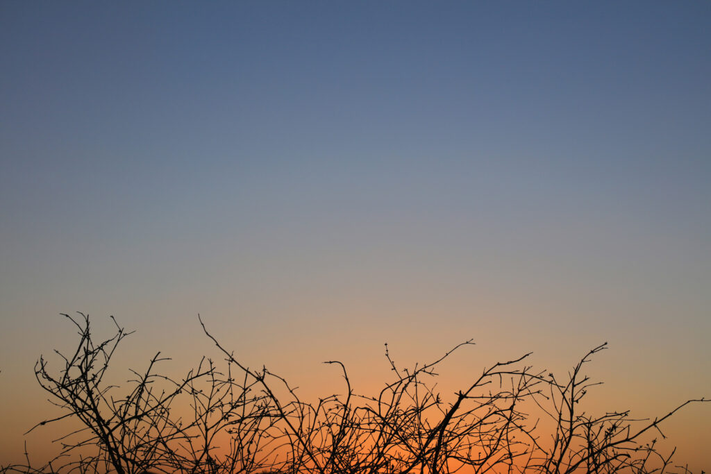 Sunrise Silhouette of bare tree against clear sky during sunset,Bafgh,Yazd Province,Iran - stock photo