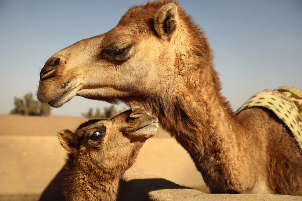 Camels Close-up of camels against clear sky, Bafq, Iran - stock photo