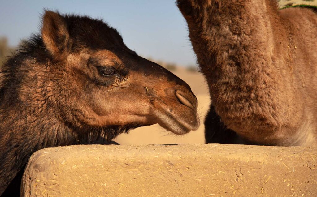 Baby Camel Close-up of baby camel against clear sky, Bafq, Iran - stock photo