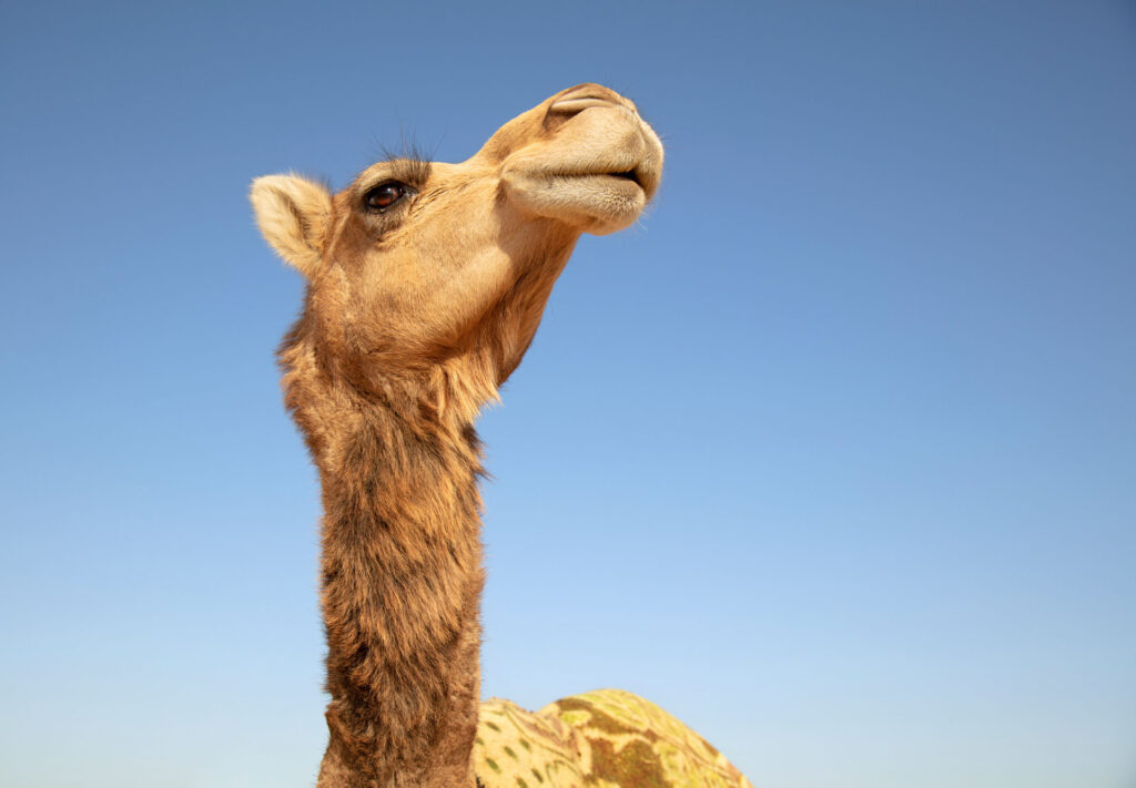 Camel Low angle close-up of camel against clear sky, Bafq, Iran - stock photo