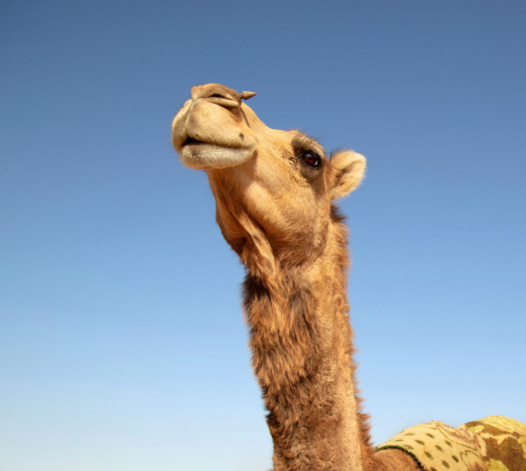 Camel Portrait Low angle close-up of camel against clear Sky, Bafq, Iran - stock photo