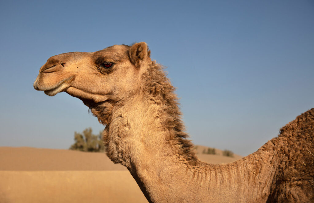 Camel Close-up of camel against clear sky, Bafq, Iran - stock photo