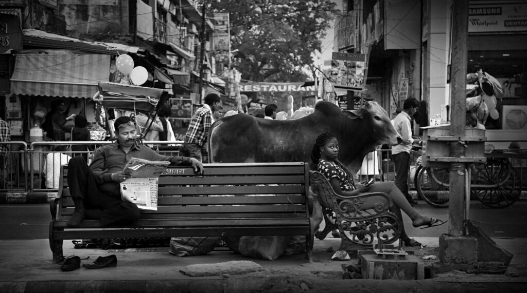 In the city Cows roam among people on the streets of India - stock photo