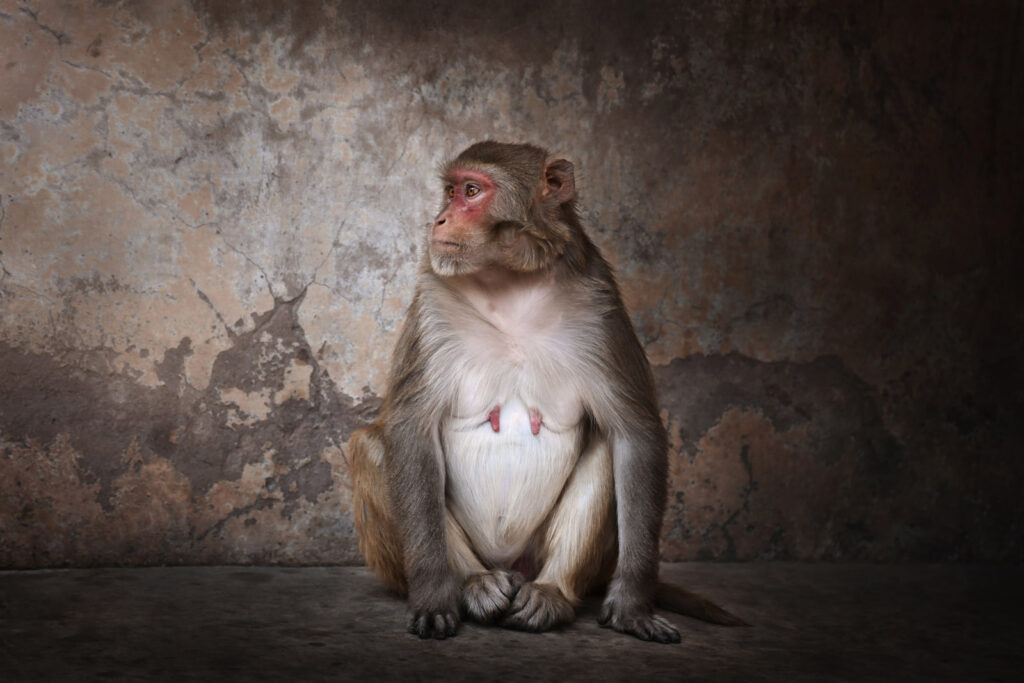 Monkey Portrait of a monkey looking away while sitting outdoors, Jaipur, India - stock photo