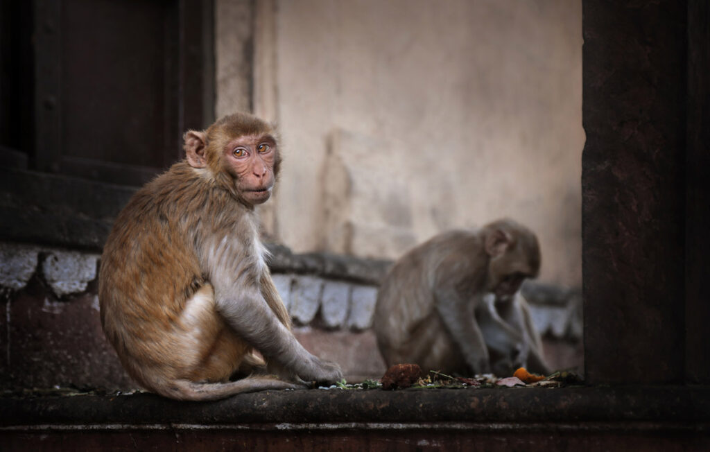 Monkeys Portrait of monkeys sitting outdoors in Monkey Temple, India - stock photo