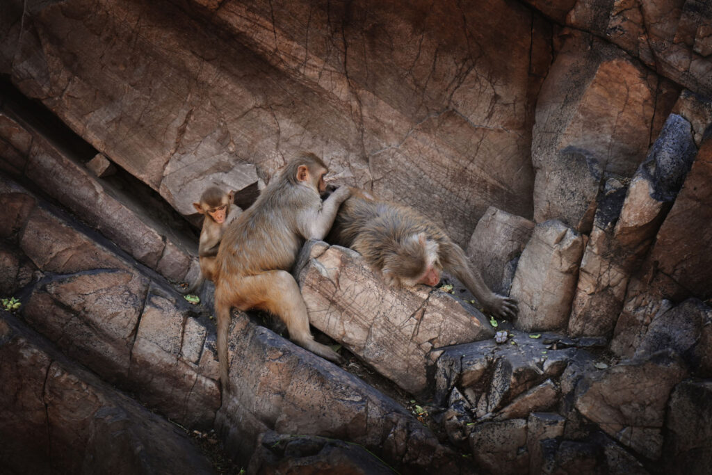 Monkeys Low angle view of monkeys sitting on rock, Jaipur, Rajasthan, India - stock photo