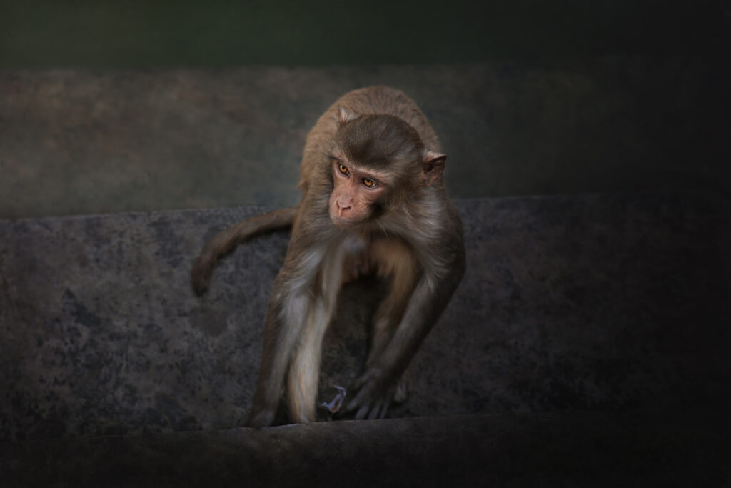 Monkey High angle view of monkey sitting outdoor, Monkey Temple, Jaipur, India - stock photo