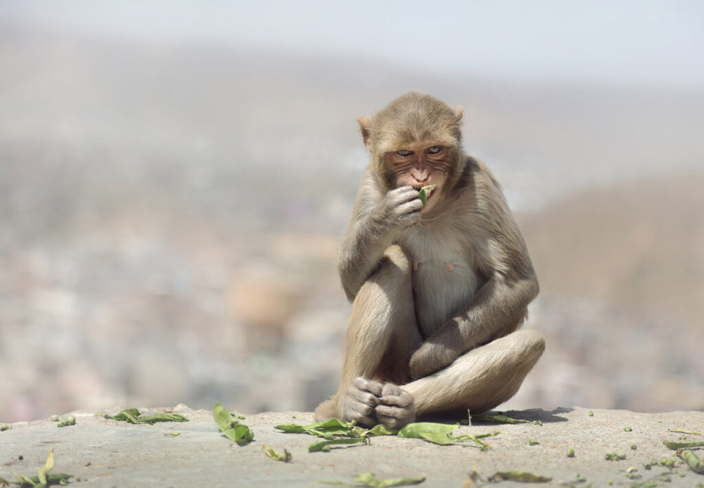 Monkey Portrait Close-up of macaque sitting on rock ,India - stock photo