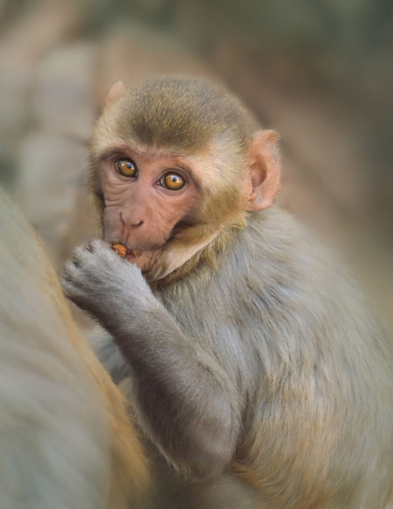 Baby Monkey Close-up of baby macaque sitting in forest, India - stock photo