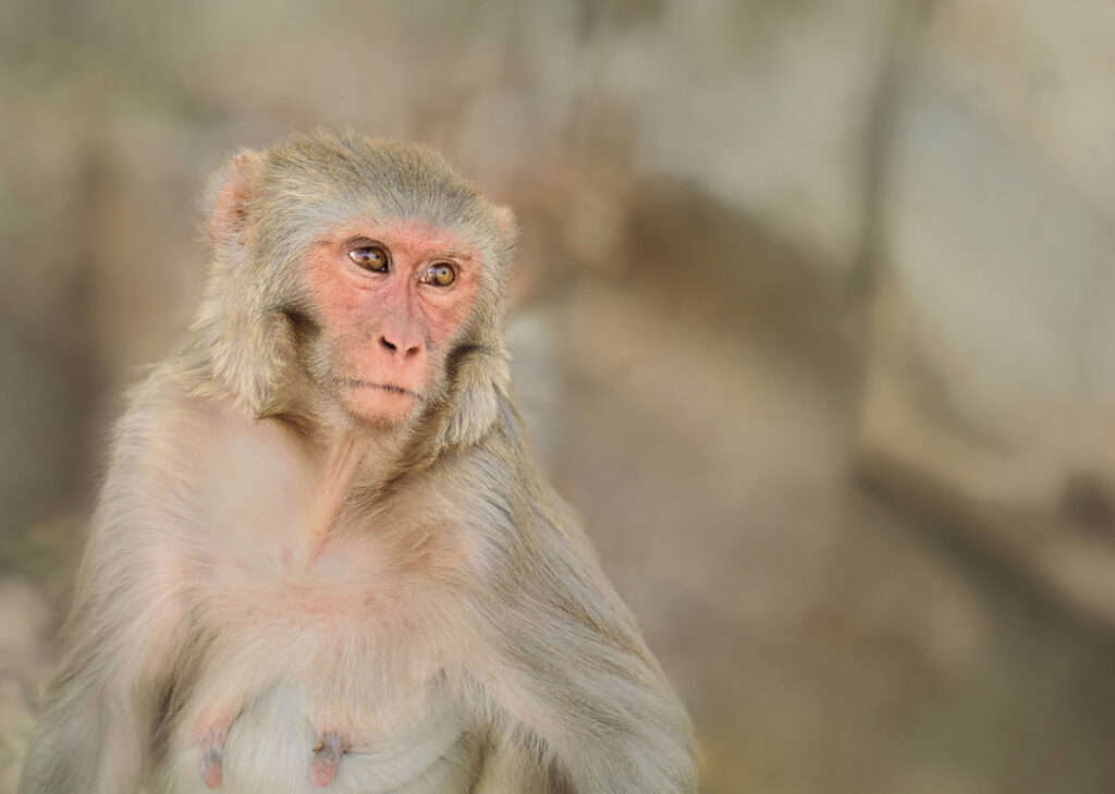 Macaque Close-up of japanese macaque looking away, India - stock photo