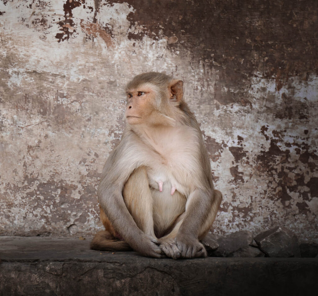 Monkey Portrait of a monkey looking away while sitting outdoors, Jaipur, India - stock photo