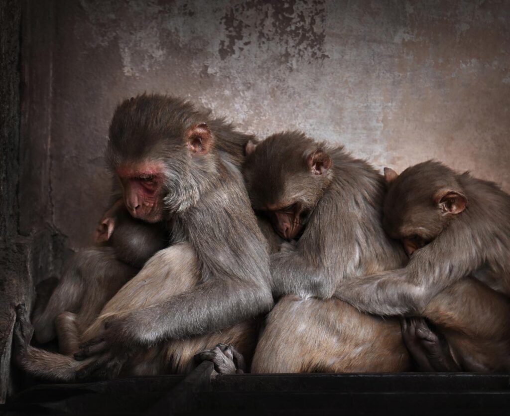 Monkey Close-up of monkeys sitting in Monkey Temple, India - stock photo
