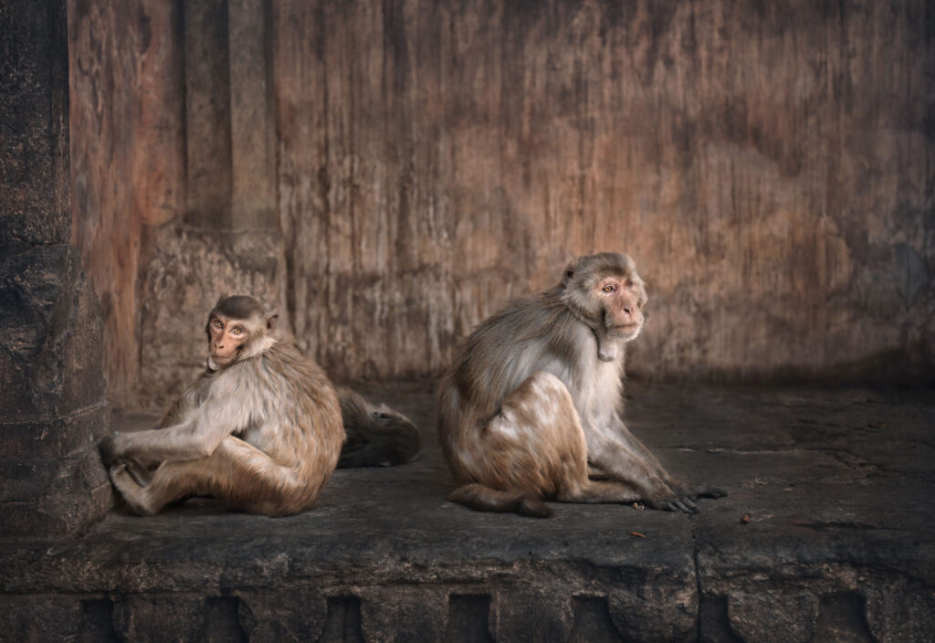 Monkeys Close-up of monkeys sitting outdoors, Jaipur, India