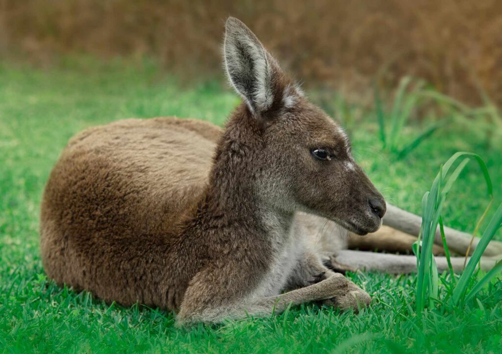 Kangaroo Close-up portrait of Kangaroo relaxing in the open forest, Australia - stock photo