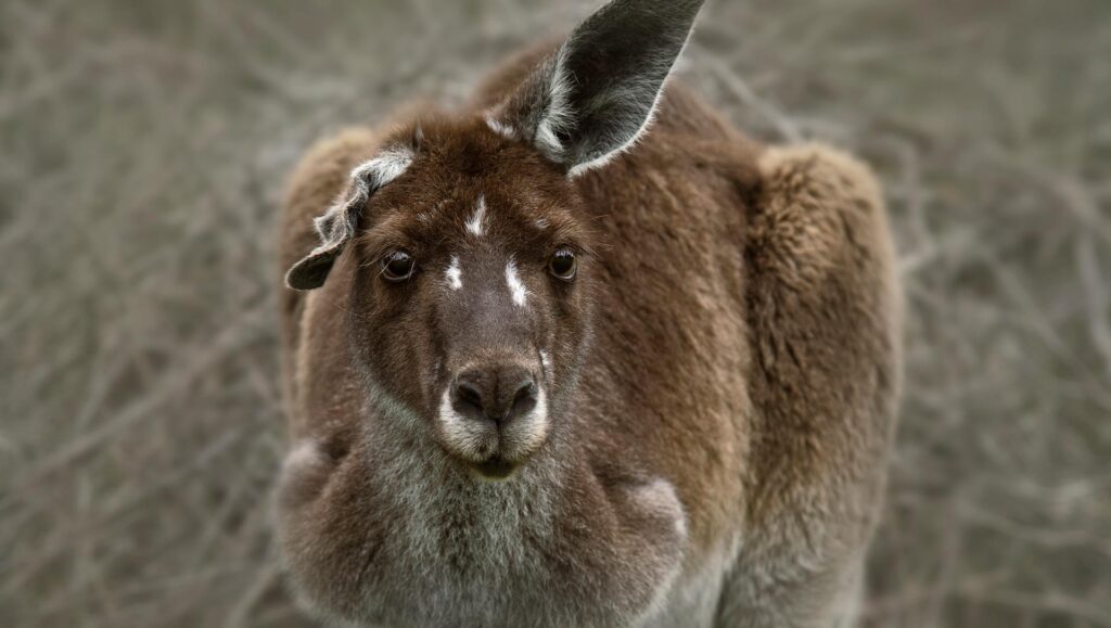 Kangaroo Close-up portrait of Kangaroo, Australia - stock photo