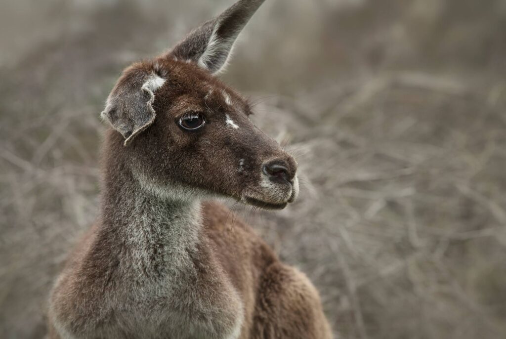 Kangaroo Close-up portrait of a Kangaroo, Australia - stock photo
