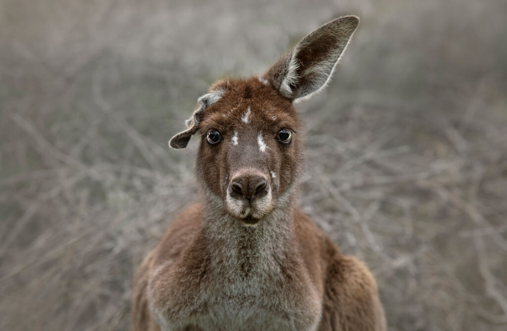 Kangaroo Close-up portrait of a kangaroo in the open forest - Stock photo