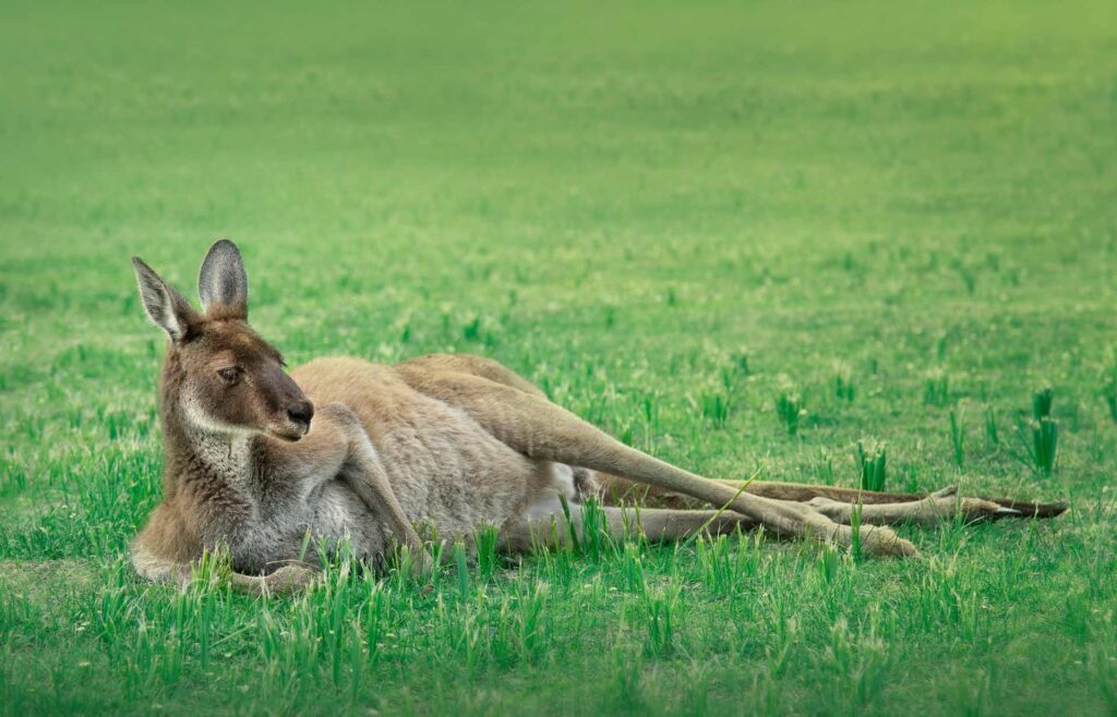 Kangaroo A kangaroo is relaxing in a field, Australia - stock photo