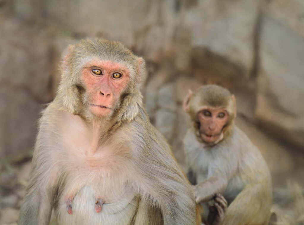 Monkeys Portrait of monkeys sitting in forest,India - stock photo
