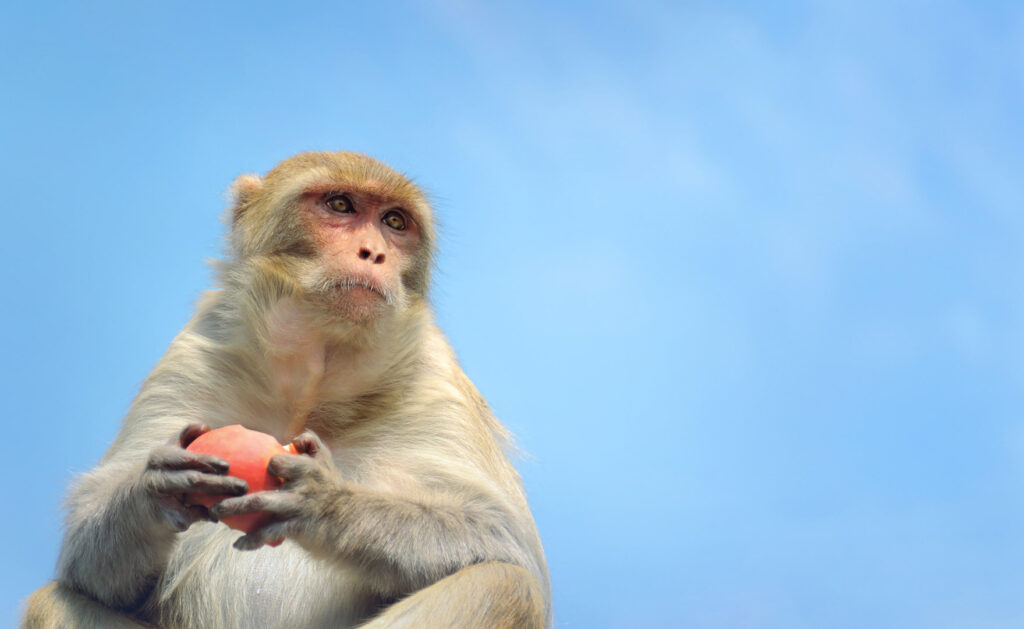 Monkey Low angle view of monkey sitting against clear sky, Rishikesh, Uttarakhand, India - stock photo