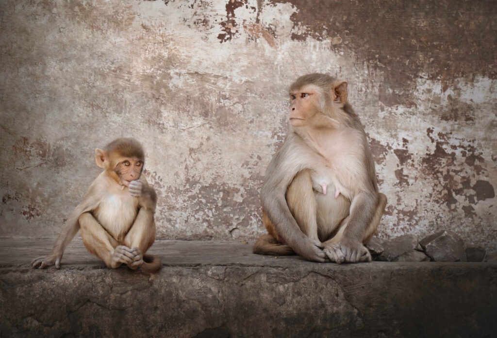 Monkeys Close-up of monkeys sitting on the edge of wall, India - stock photo