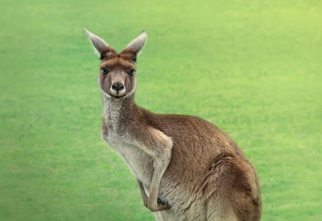 Kangaroo Portrait of Kangaroo in open forest, Australia - stock photo