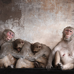 Monkeys Close-up of monkeys sitting in bathtub, Jaipur, India - stock photo