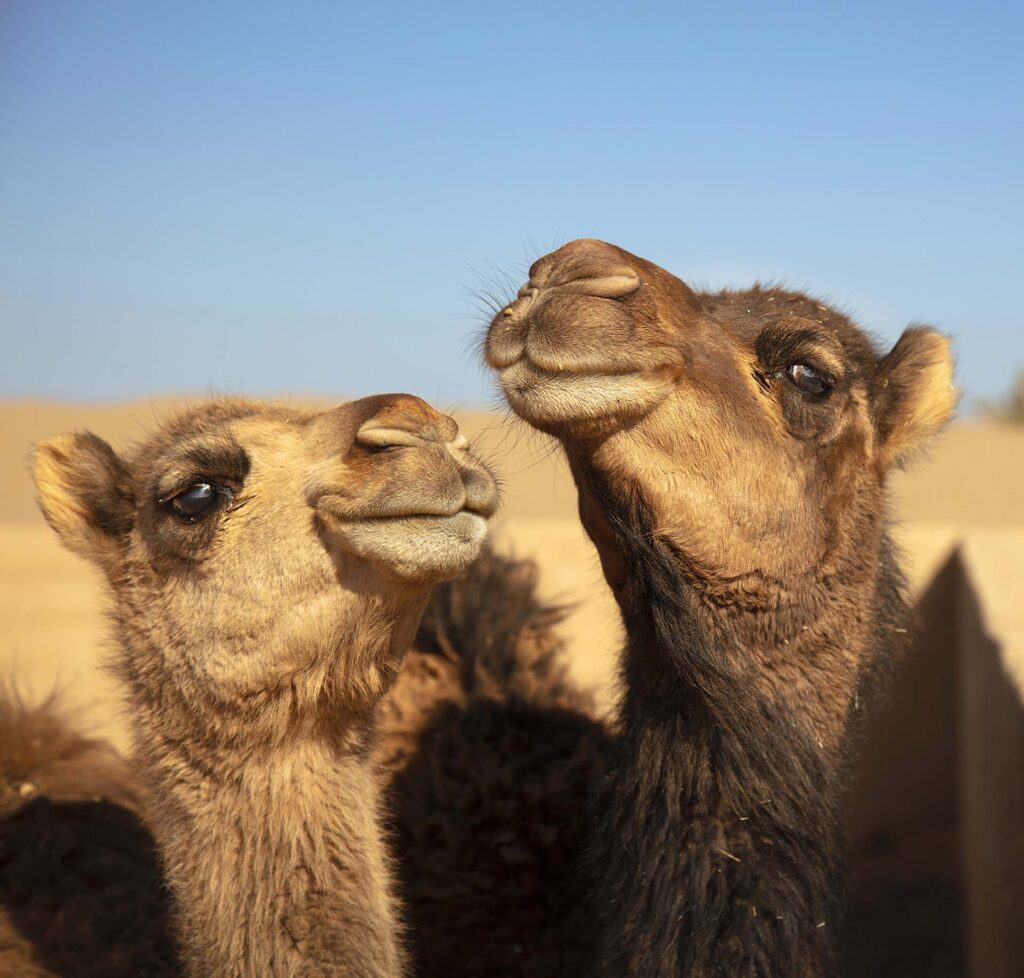 Camels Close-up of camels against clear sky, Bafq, Iran - stock photo