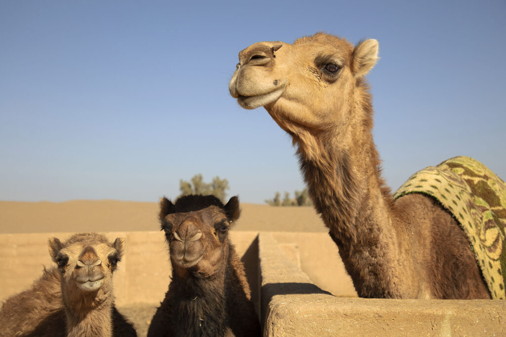 Camels Close-up of camels against clear sky, Bafq, Iran - stock photo