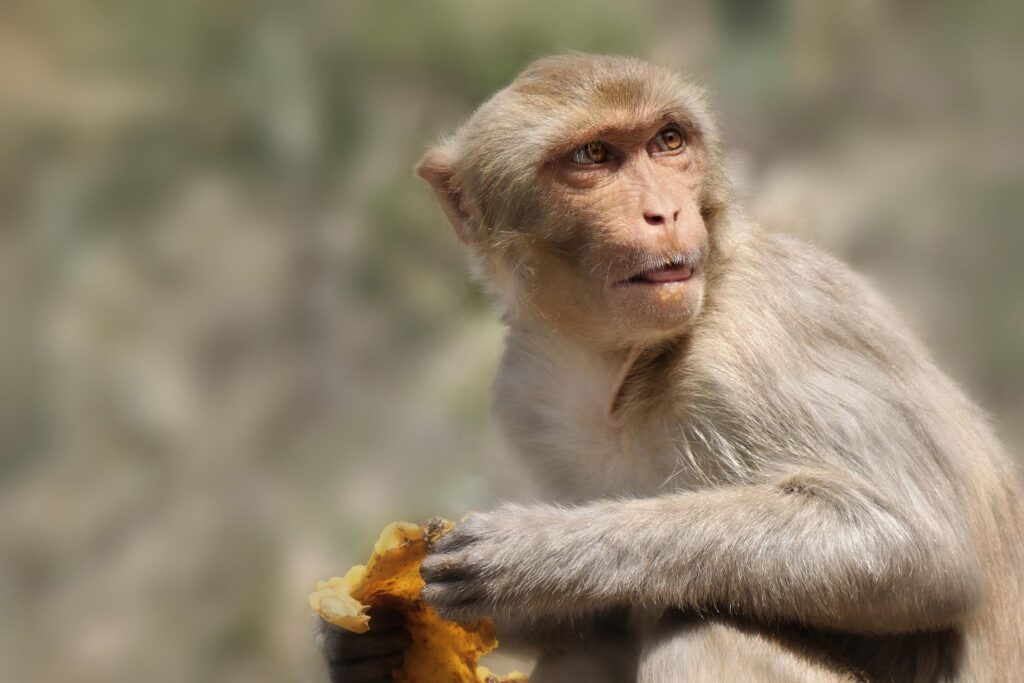Monkey Close-up of macaque looking away while sitting outdoors, India - stock photo