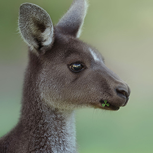 Kangaroo Photo