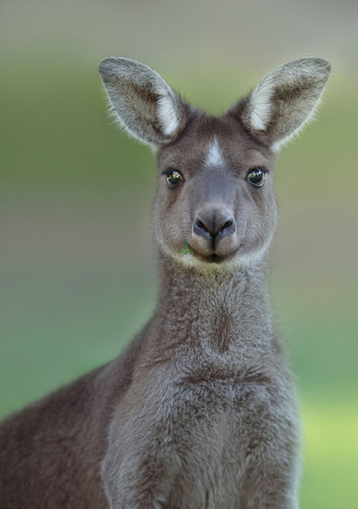 Kangaroo Portrait Kangaroo Portrait