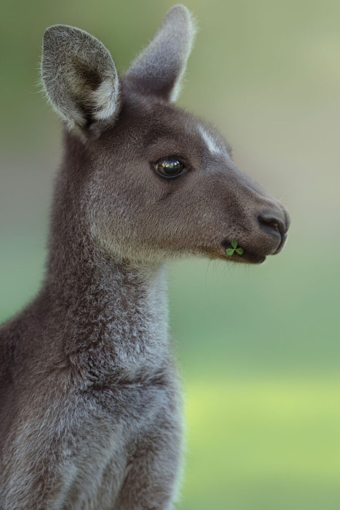 Kangaroo Portrait Kangaroo Portrait