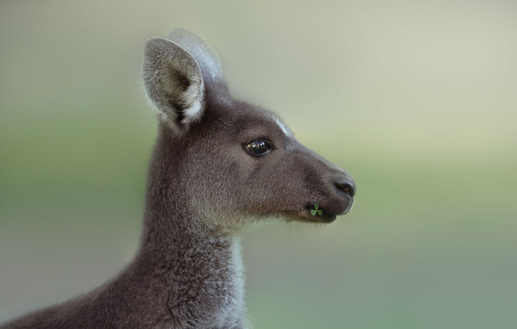 Kangaroo Portrait Kangaroo Portrait
