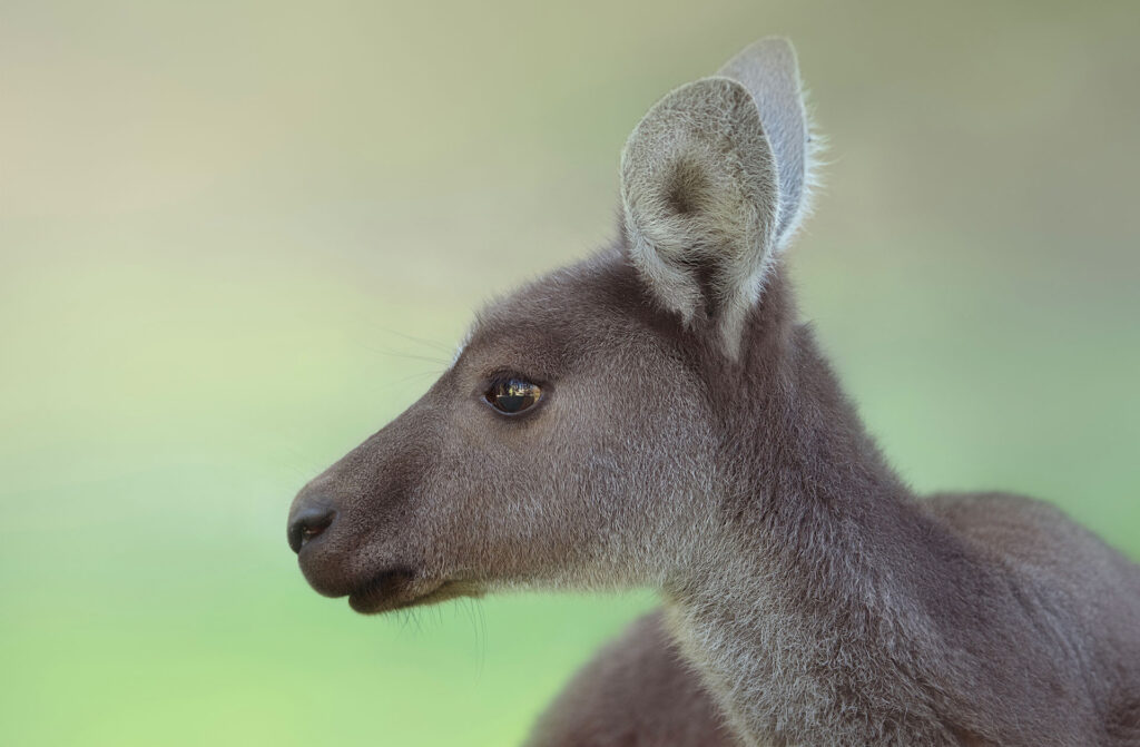 Kangaroo Portrait Kangaroo Portrait