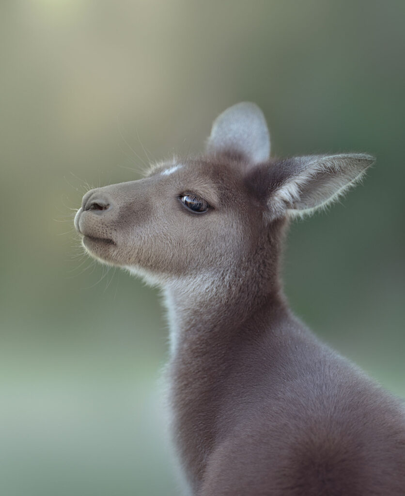 Kangaroo Portrait Kangaroo Portrait