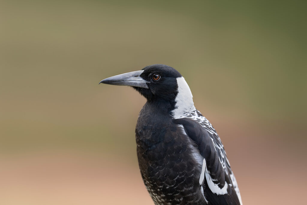 Magpie-3 Portrait of a Magpie, the iconic Australian medium-sized black-and-white bird