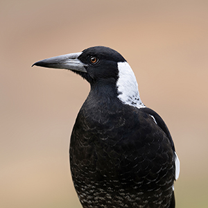 Magpie Portrait of a Magpie, the iconic Australian medium-sized black-and-white bird.