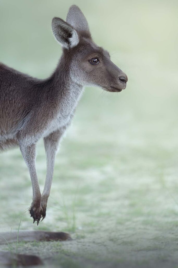 Kangaroo Kangaroo