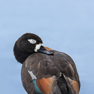 Australian Shelduck Close up portrait of Australian Shelduck