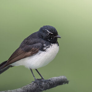 Willy Wagtail.2 Australian Birds