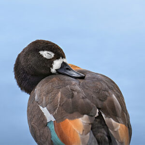 Shelduck The Australian shelduck, known to some as the chestnut-breasted shelduck or mountain duck, is a member of the shelduck group, which are large, goose-like ducks within the Anatidae family. These birds are adorned with a striking chestnut breast and a predominantly black body, presenting a rather pied appearance.