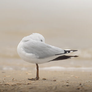 Silver gull Siver Gull
